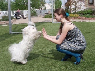 dogdance