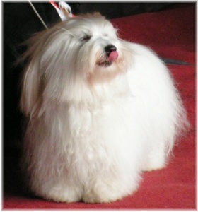 Daisinka